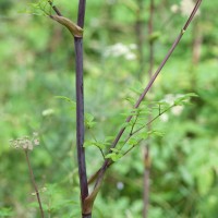 Angelica, Wild Angelica